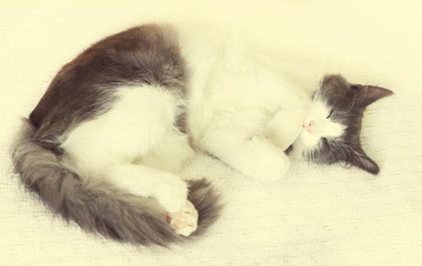 cute cat sleeps on a white bedspread