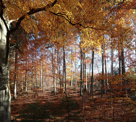 Fototapeta premium Herbstwald