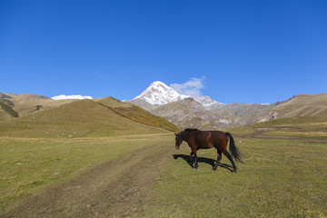 Fototapeta na wymiar Kazbegi horse
