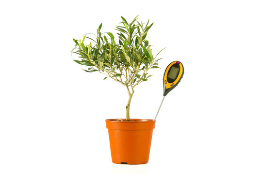 olive tree in a pot with a moisture meter