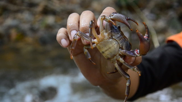 Catch crabs in nature. HD