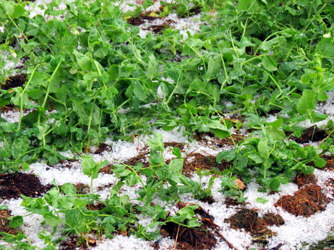 Vegetables (peas) destroyed by hail