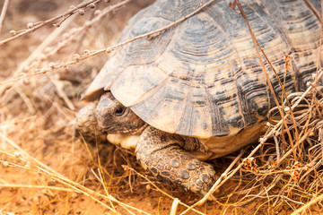 Turtle on the ground