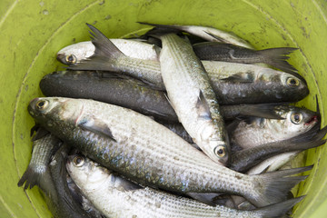Fresh Mullet and just caught