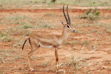 Naklejka na ściany i meble Young antelope in Kenyan bush