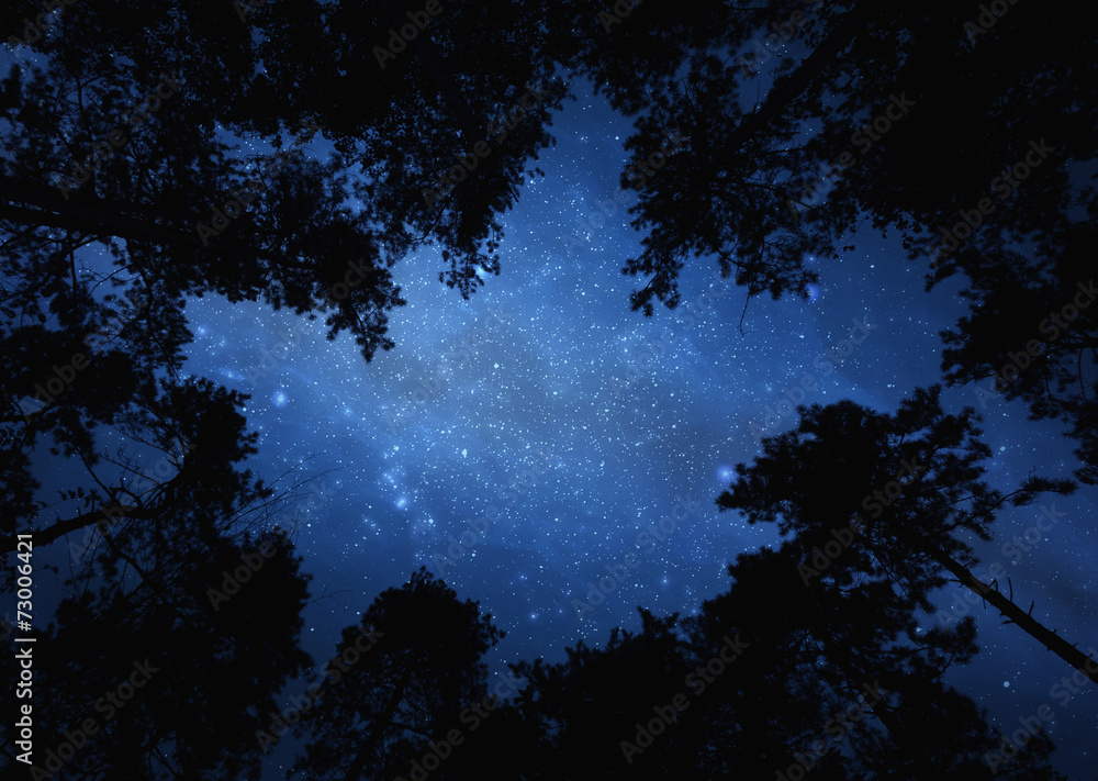 Wall mural night starry sky trough trees