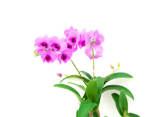 Fototapeta na wymiar Violet orchid flower branch on white background