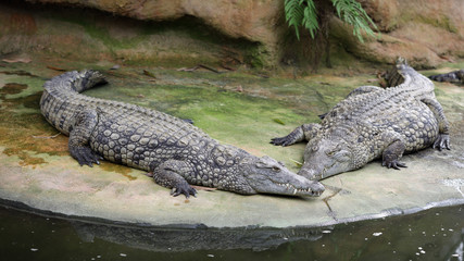 Nile crocodile, Crocodylus niloticus