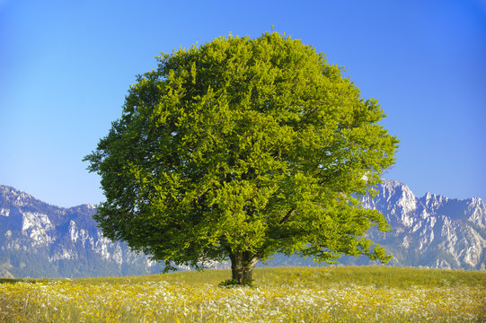single big old beech tree at alps mountains in Bavaria