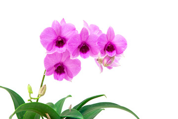 Fototapeta na wymiar Violet orchid flower branch on white background