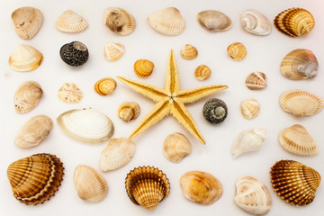 Conchiglie di mare © carlofornitano66