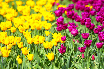 Field of tulips. Abstract background.