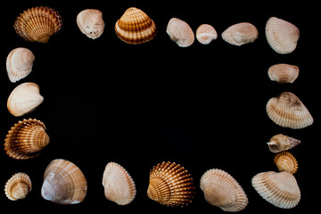 Conchiglie di mare © carlofornitano66