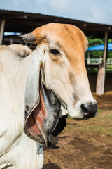 Head Shot of Brahman Cattle