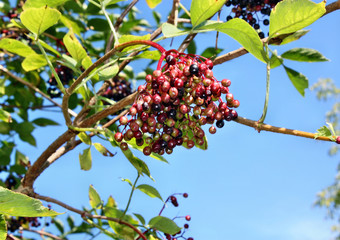 Elderberry fruits