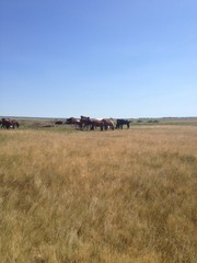 Fototapeta na wymiar herd of horses on the field
