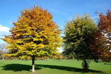 Naklejka premium Herbst im Englischen Garten in München
