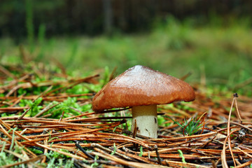 Mushroom suillus luteus
