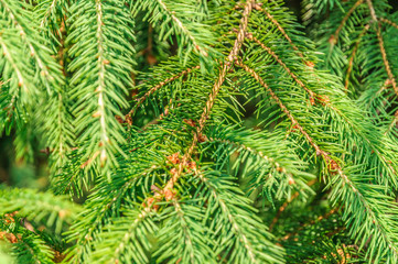 Christmas tree branch background