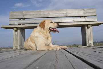 Labrador retriever lying on a wooden path