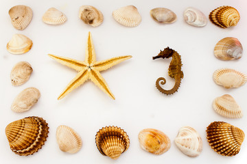 Conchiglie di mare © carlofornitano66