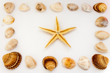 Conchiglie di mare