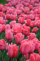 Fototapeta premium beautiful tulips field in