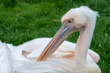 Pélican au repos sur l'herbe