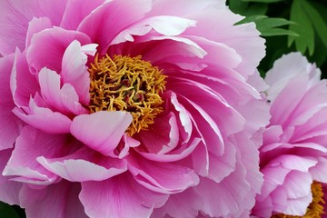 Peony - Closeup