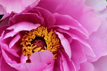 Pink peony - Closeup