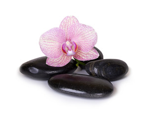 Spa stones and orchid