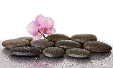 Obraz na płótnie Canvas Spa stones and orchid flower and black stones