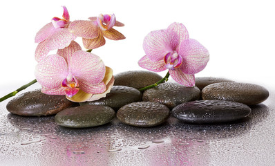 Obraz na płótnie Canvas Spa stones and orchid flowers and black stones