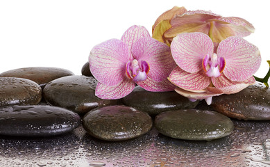 Obraz na płótnie Canvas Orchid flowers and black stones
