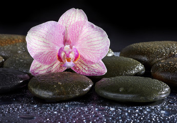 Fototapeta na wymiar zen basalt stones and orchid on the black