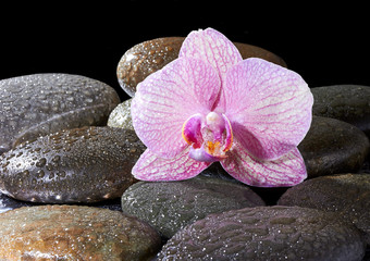 zen basalt stones and orchid