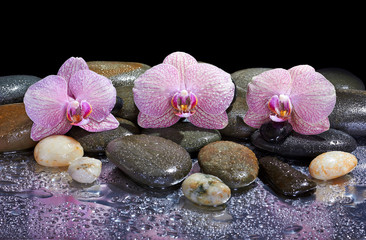 pebbles and pink orchids on wet background