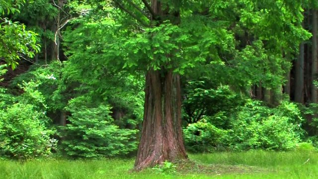 葉が揺れる大木