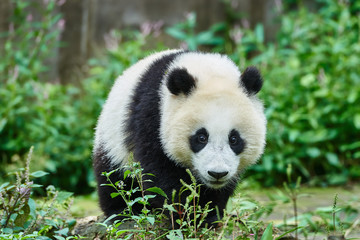 Naklejka premium Panda bear cub playing Sichuan China