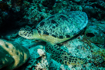 Green sea turtle resting in Derawan, Kalimantan underwater