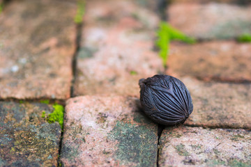 a seed fall on ground