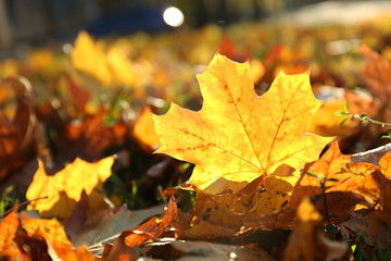 Beautiful autumn leaves