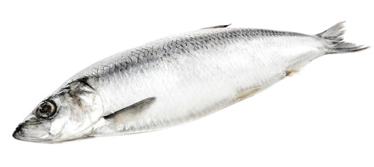 Fresh herring fish isolated on white