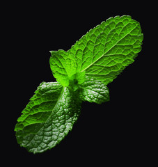 Mint leaf on black background