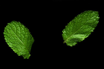Mint leaf on black background