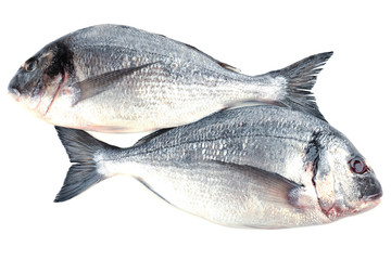 Fresh dorado fish isolated on white