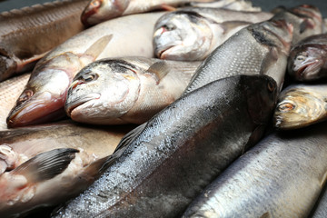 Fresh catch of fish close-up