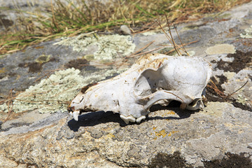 Skull cattle on the rock.