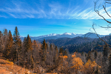 Mountain autumn landscape with orange forest