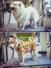  samoyed dog  before and after - cutting hair. dog repainted on
